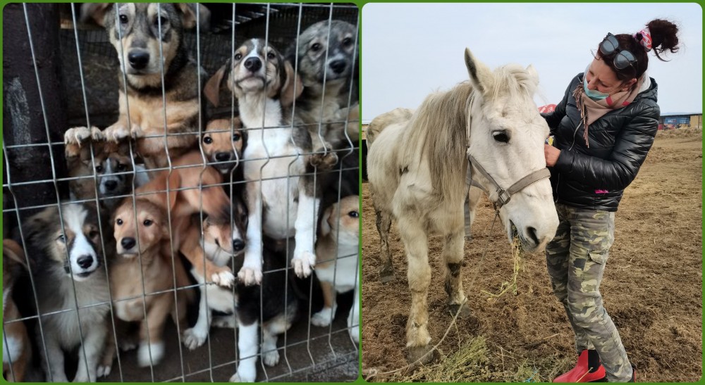 A muncit ani buni peste hotare iar cu banii câștigați a deschis un adăpost pentru animale